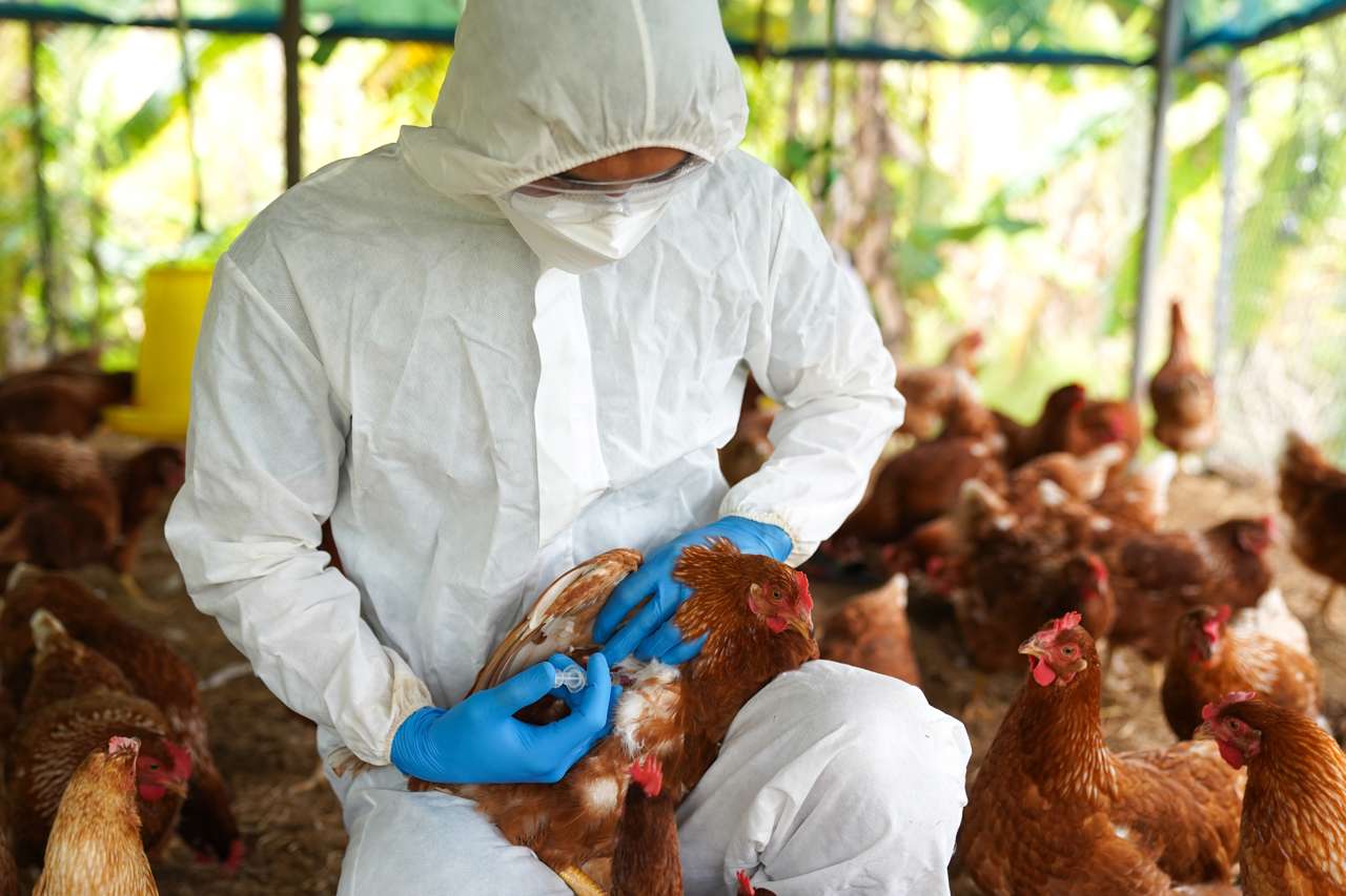 Gripe aviar, el primer caso en México en humanos.